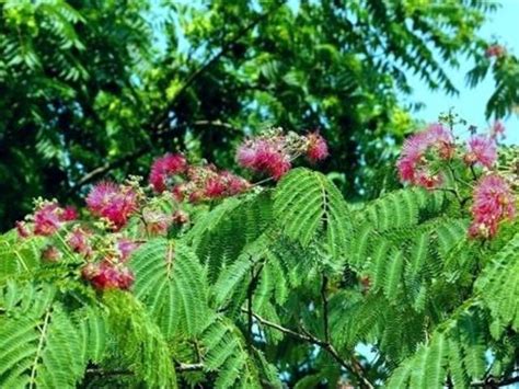 芙蓉樹|如何栽種和養護芙蓉樹